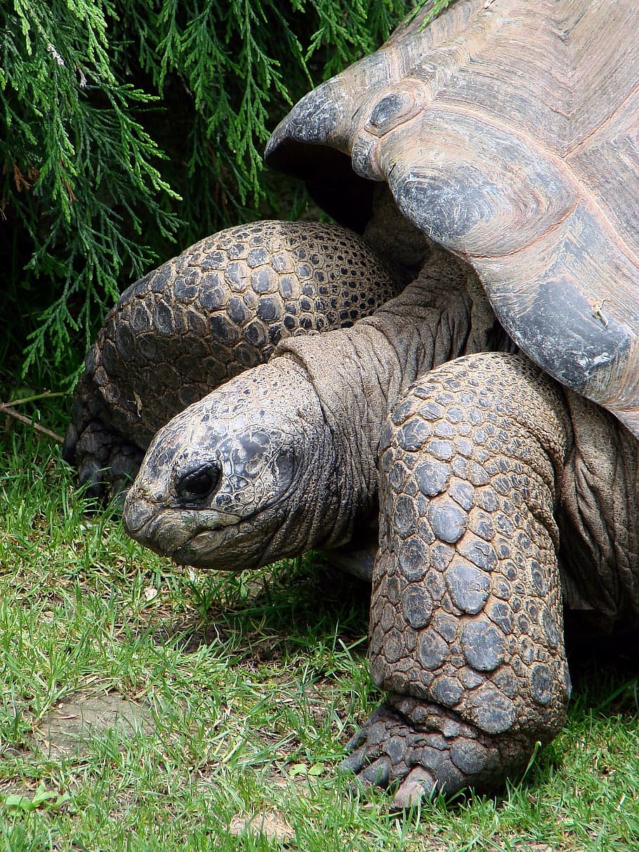 tortoise, old, aged, animal, nature, wild, turtle, animal wildlife HD wallpaper