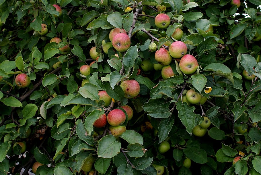 apple, tree, branch, fruit, mature, foliage, the court, nature, HD wallpaper