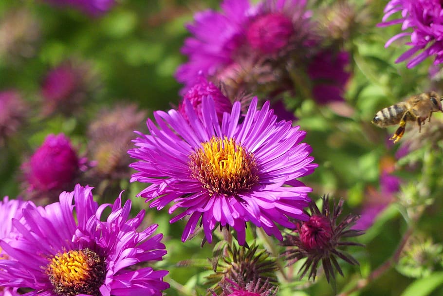 flower, garden, flowers, macro, nature, flowering plant, flower head HD wallpaper