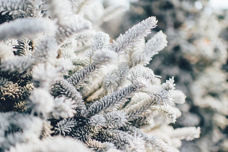 tree, nature, pine, winter, white, bokeh, outdoors, cold temperature HD wallpaper