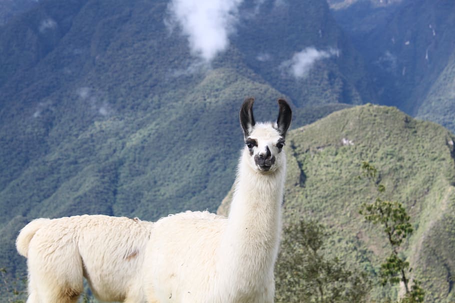 animal themes, domestic animals, mammal, pets, one animal, mountain HD wallpaper
