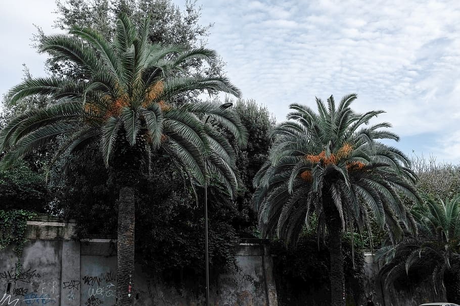 HD wallpaper: italy, anzio, palms, palm tree, palm trees, seaside, sky