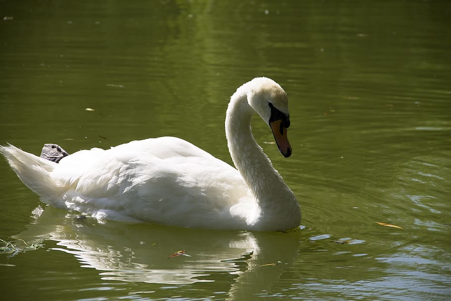 white, swan, lake, animals in the wild, bird, animal wildlife HD wallpaper