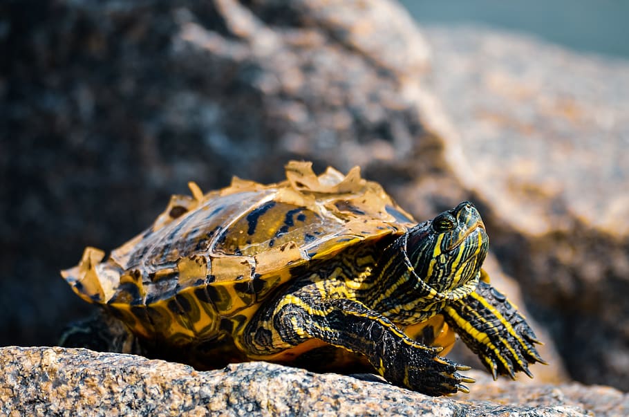 turtle, summer, sun, wild, sky, outdoor, tortoise, island, tropical HD wallpaper