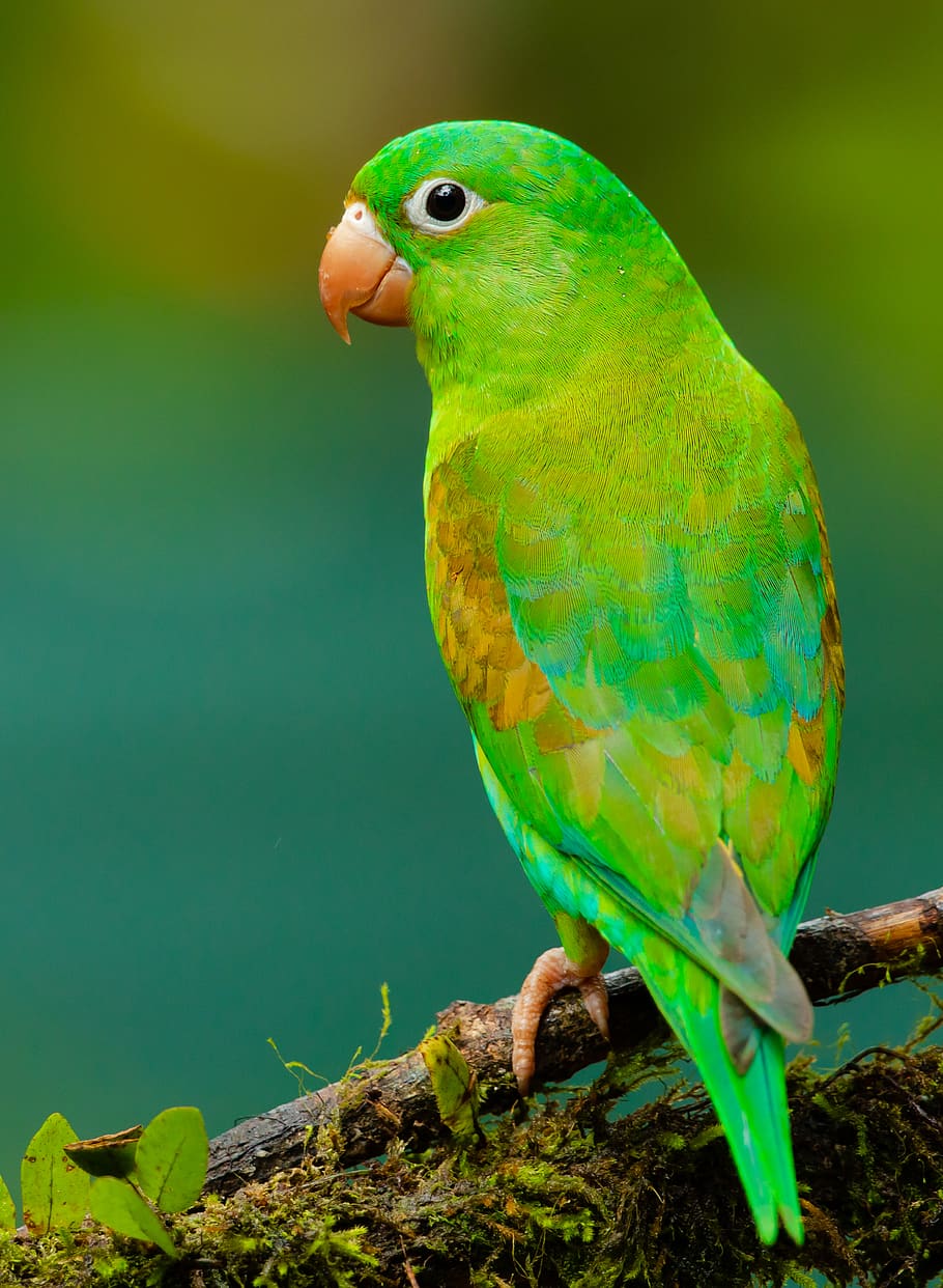 green and yellow small beaked bird on twig, animal, parrot, parakeet