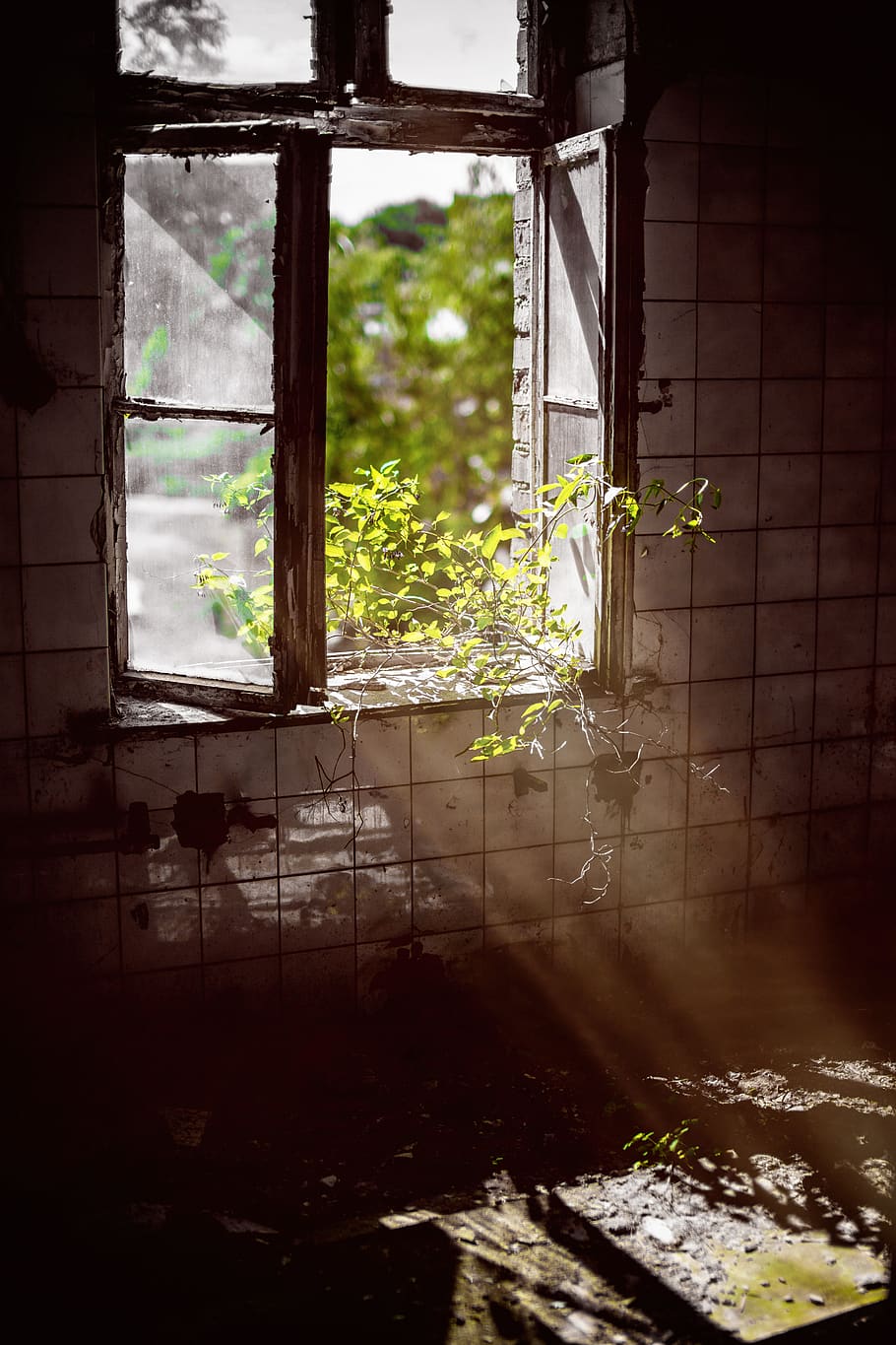 green-leafed plant on opened window, no people, architecture HD wallpaper