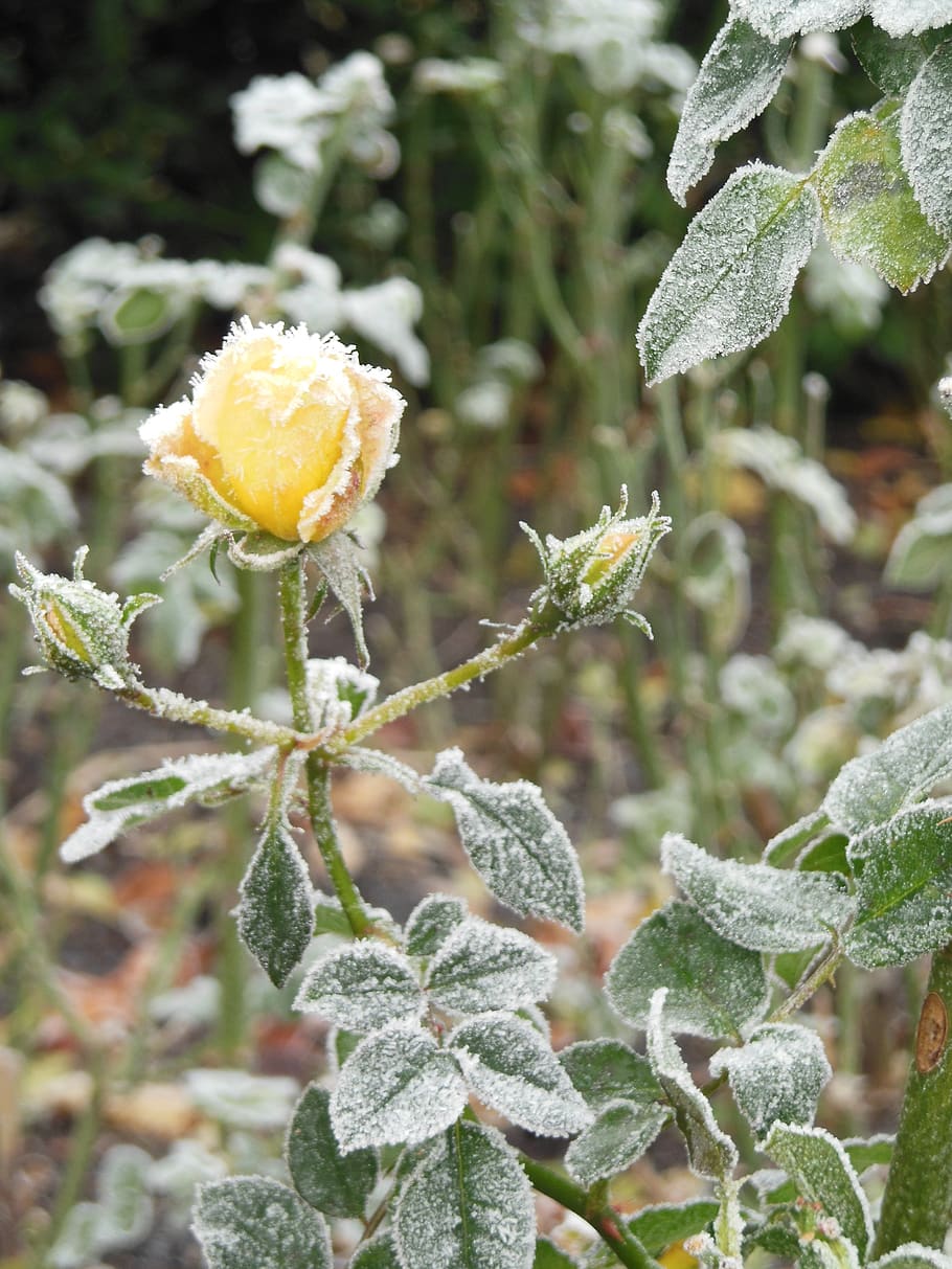 rose, winter, ice, flower, frost, blossom, bloom, cold, frozen HD wallpaper
