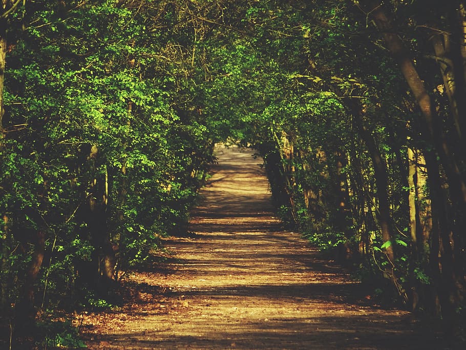 nature, landscape, woods, forest, trees, green, grass, plants HD wallpaper