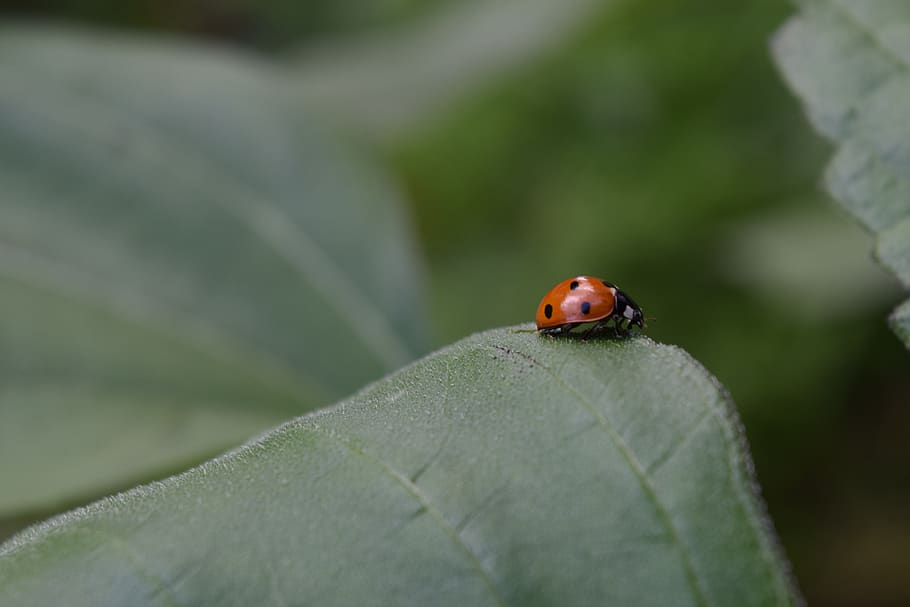 ladybug, beetle, siebenpunkt, lucky charm, insect, macro, invertebrate HD wallpaper
