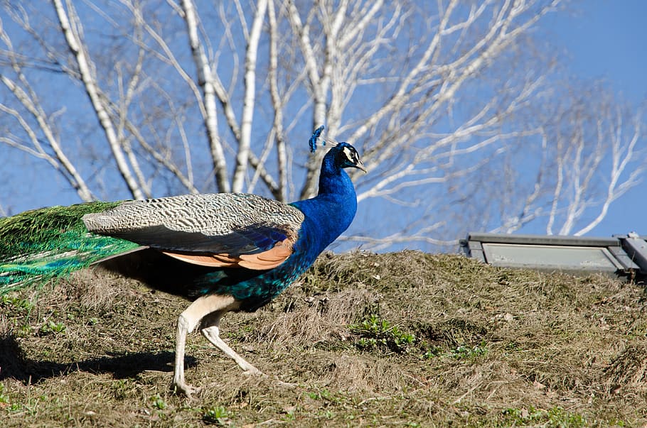 peacock, zoo, bird, feather, animal, nature, plumage, colorful HD wallpaper