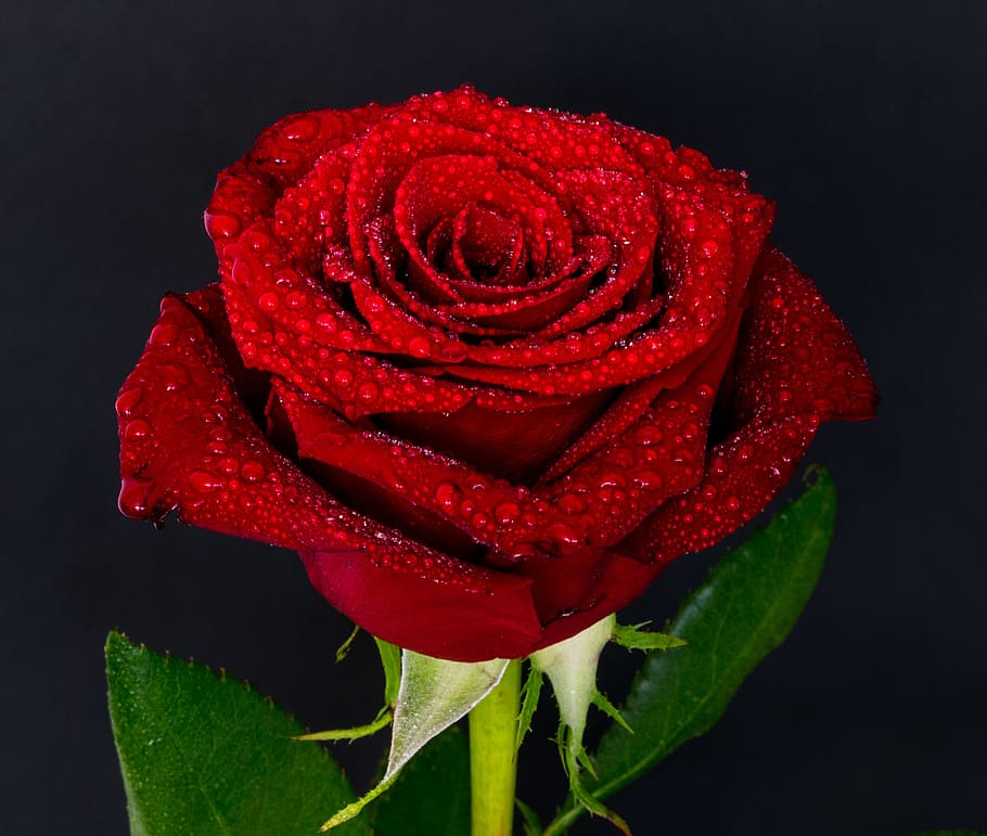 rose, flower, petal, red, flowering plant, freshness, rose - flower HD wallpaper