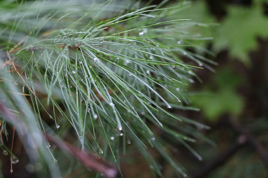 canada, prévost, tree, water, wallpaper, drop, close-up, water drop HD wallpaper