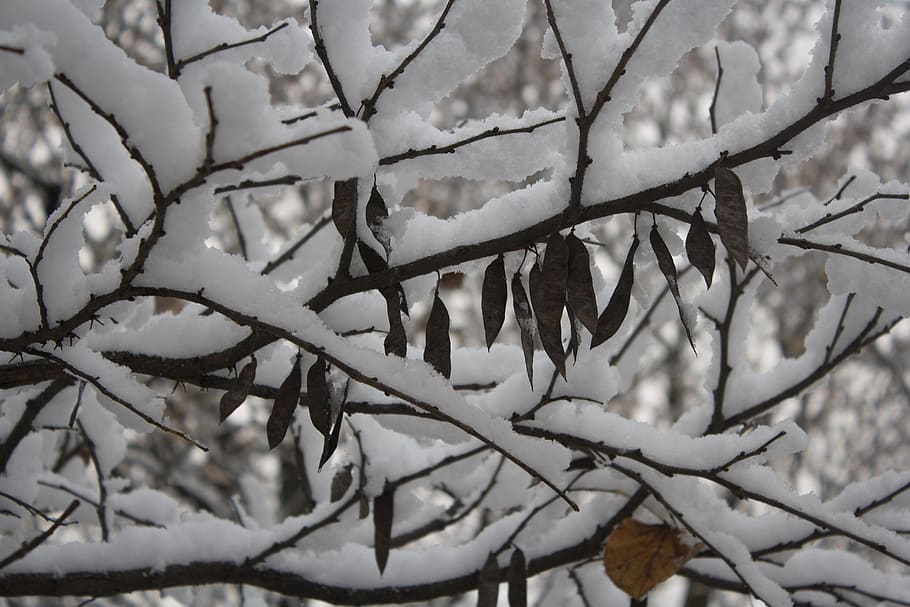snow, outside, tree, cold, winter, cold temperature, plant HD wallpaper