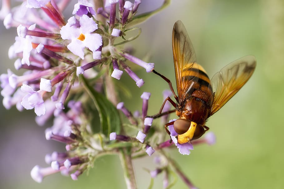 black and yellow bee, insect, invertebrate, animal, flower, andrena HD wallpaper