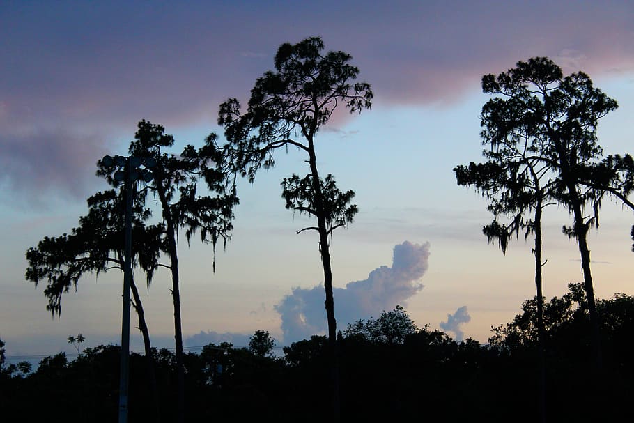 clouds, sky, trees, plant, silhouette, beauty in nature, tranquility HD wallpaper