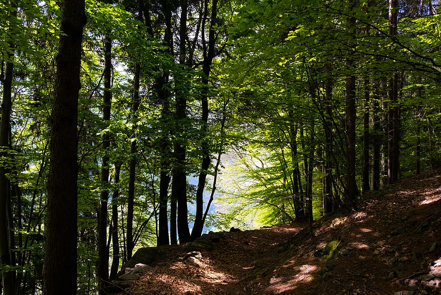 trees, forest, green, summer, plants, land, tranquility, growth HD wallpaper