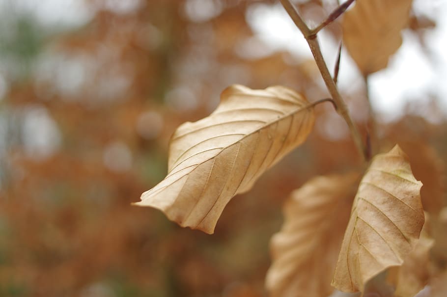 plant, leaf, autumn, dry leaf, plant part, close-up, nature HD wallpaper