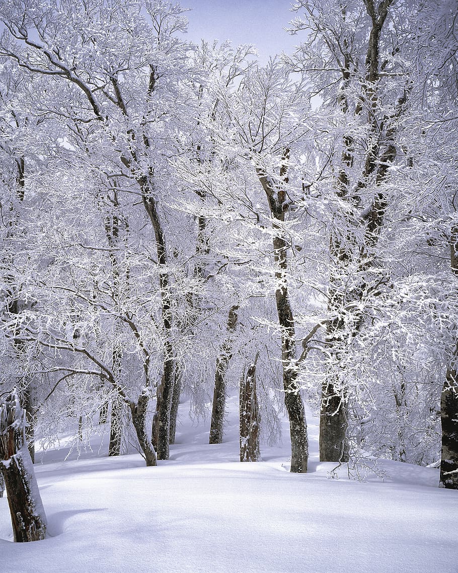 Trees Covered With Snow, branch, cold, zing, frost, frosty, frozen HD wallpaper