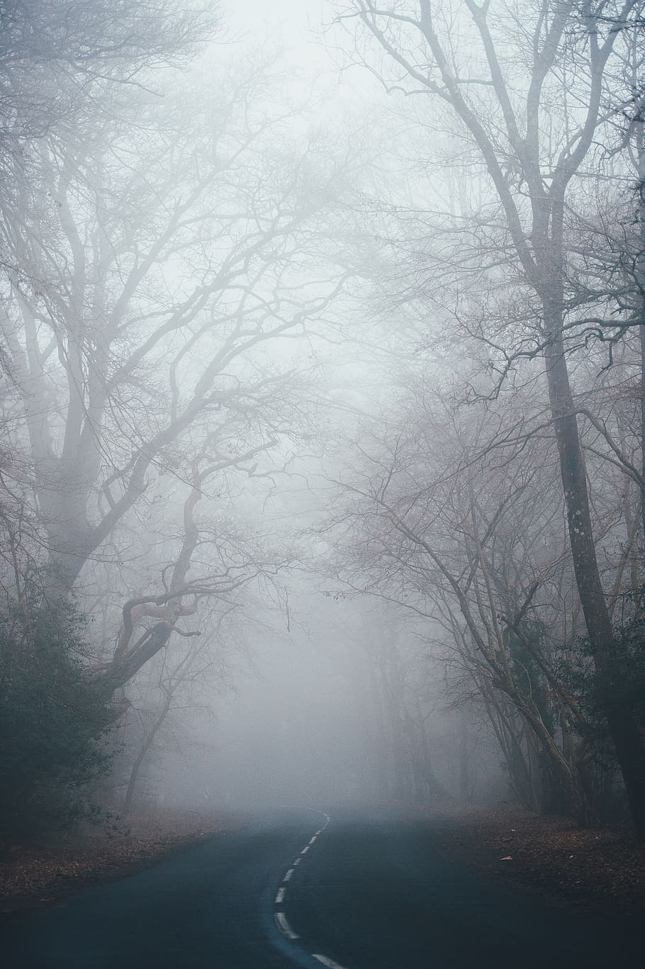 bare tree between road, fog, plant, tranquility, nature, no people HD wallpaper