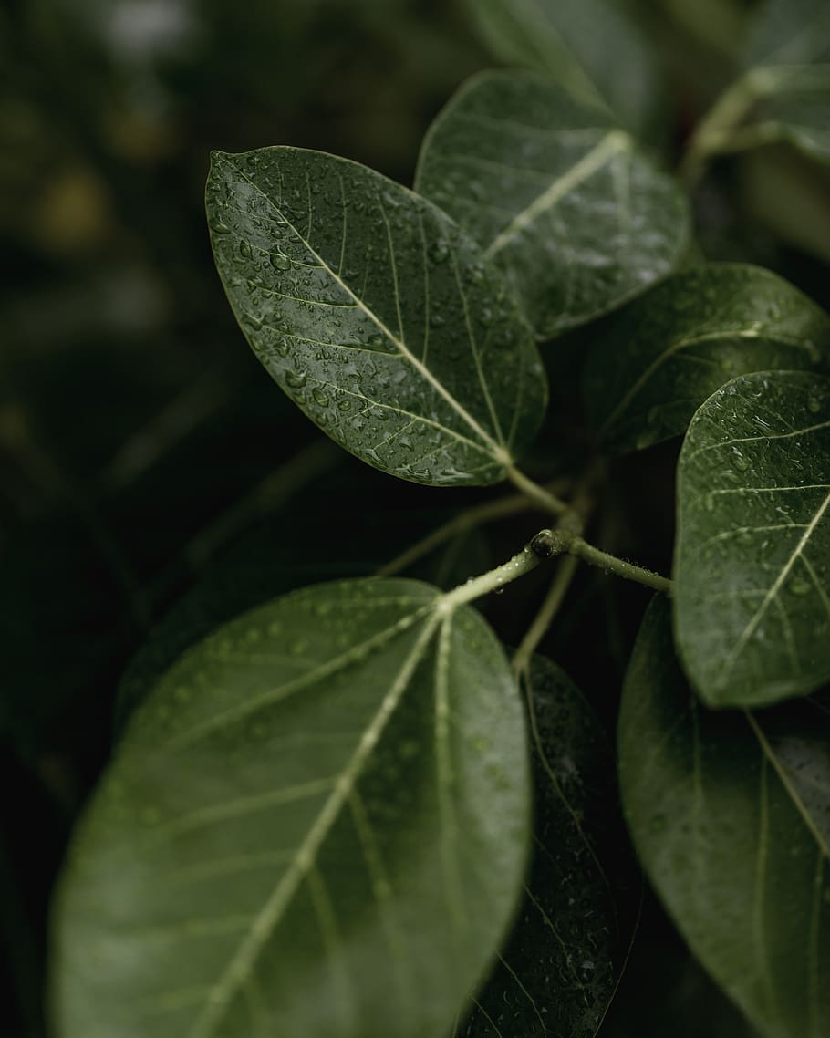 green-leafed plant phoot, veins, tree, annonaceae, blossom, flower HD wallpaper