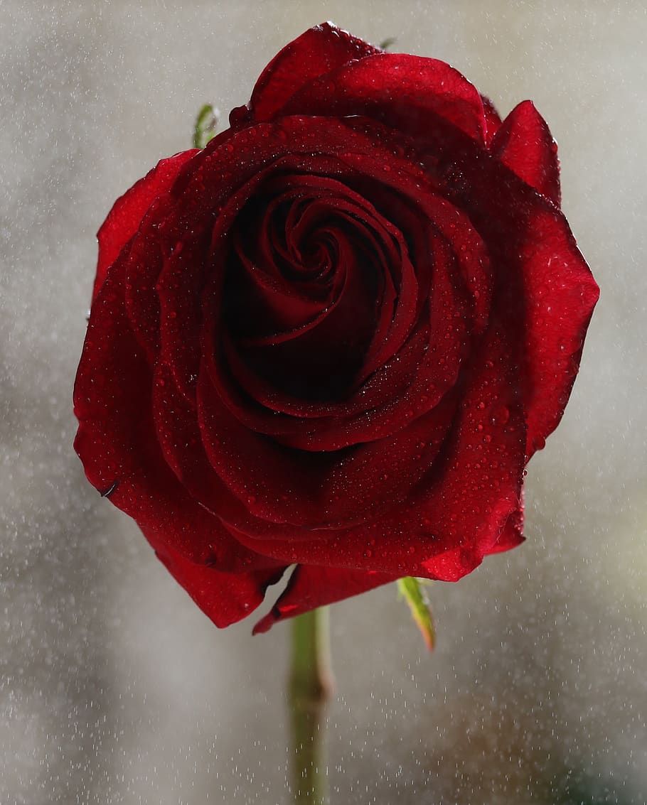 rose, red, wet, rain, water, drops, flower, plant, rose - flower HD wallpaper