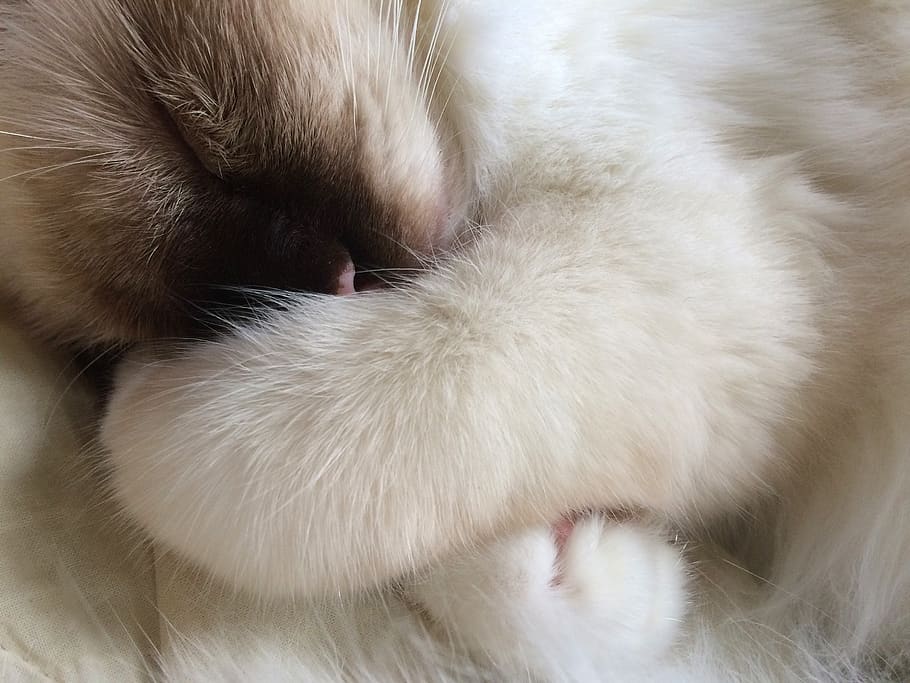 suomi, turku, animal, animal themes, mammal, pets, domestic HD wallpaper