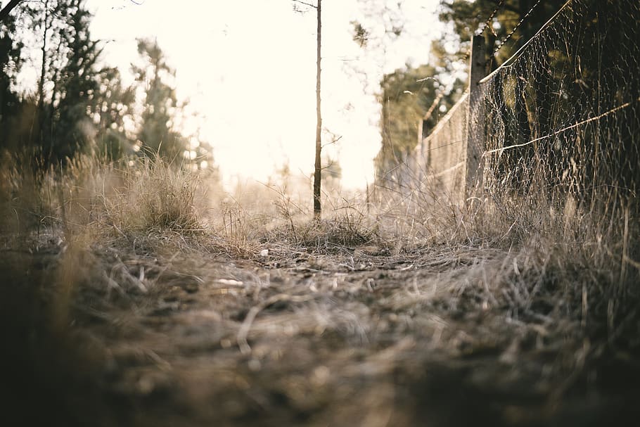 gray cyclone fence, tree, australia, narrandera, pine, grass HD wallpaper
