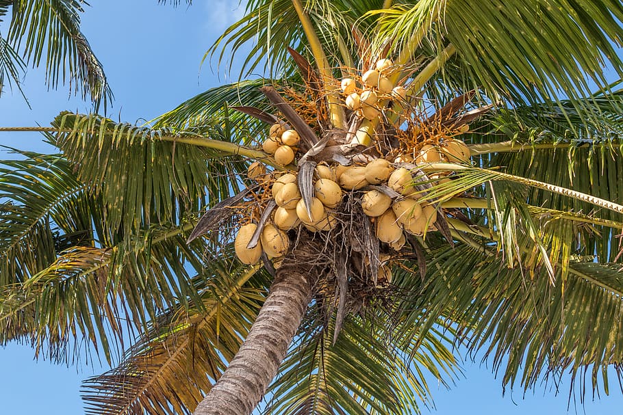 Coconut Tree , coconuts, palm tree, plant, tropical climate, healthy eating HD wallpaper