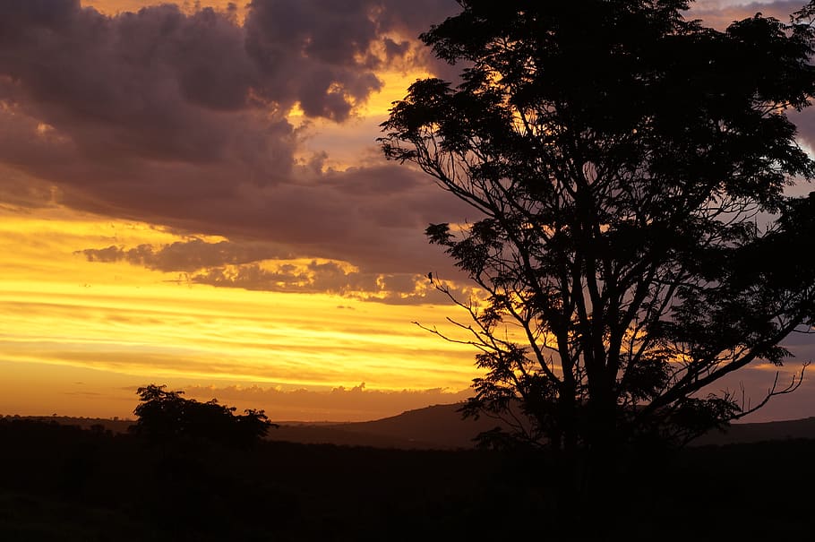 south africa, butterworth, sunset, sky, clouds, nature, tree, HD wallpaper