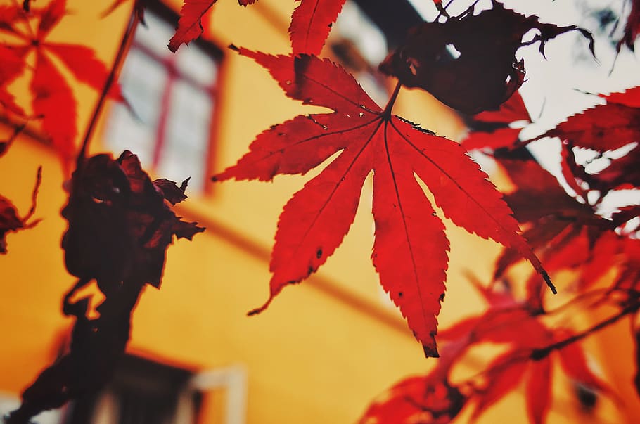 red maple tree, plant, leaf, hangzhou, china, 法喜寺, maple leaf HD wallpaper