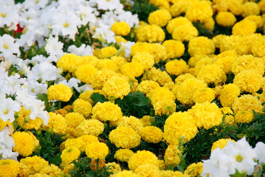 background, yellow, beautiful, bloom, colorful, floral, flower HD wallpaper