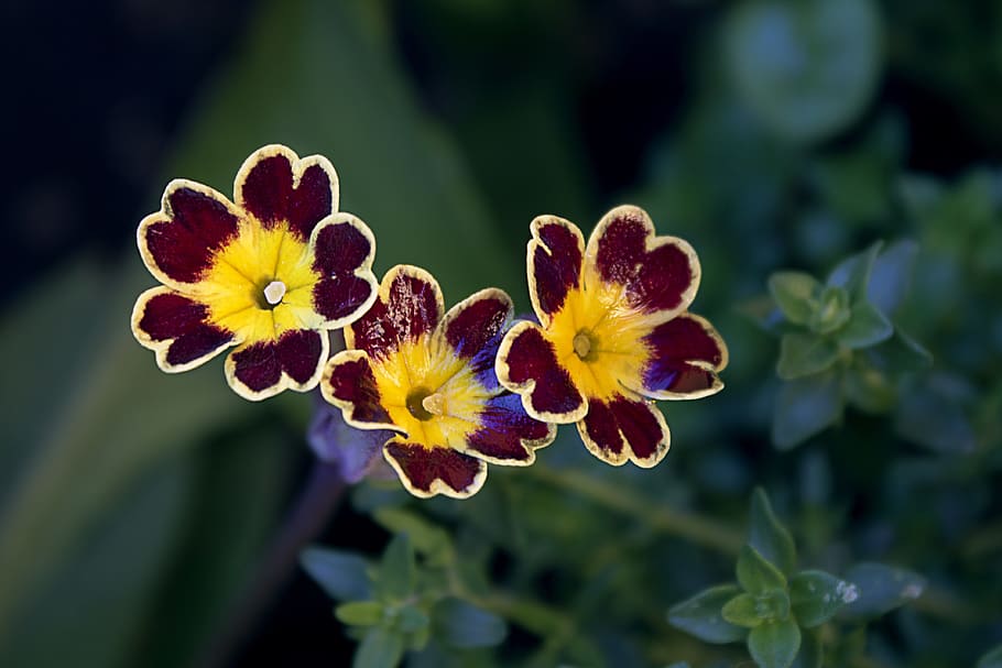 cowslip, yellow, purple, spring, primrose, flowers, nature HD wallpaper