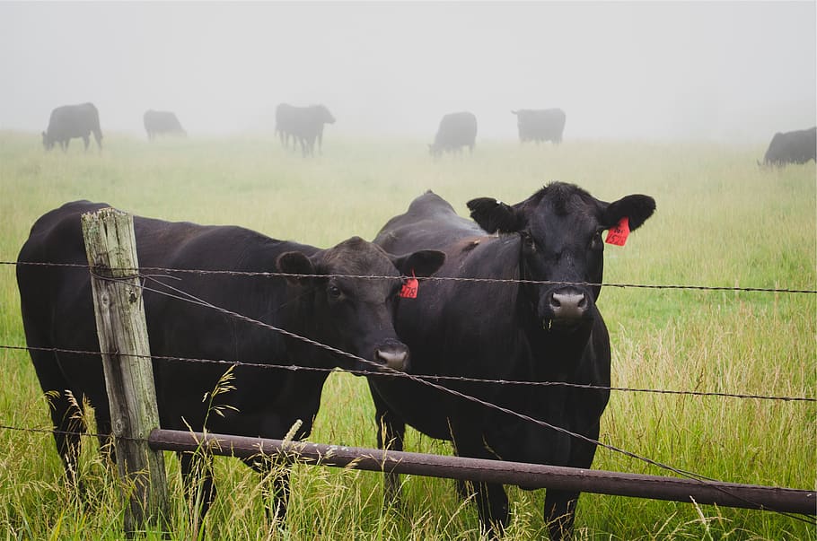 cows, animals, farm, grass, fence, domestic animals, livestock HD wallpaper