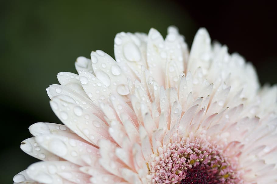 Daisy Close Up With Dew Drops Photo, Flowers, Pink, flowering plant HD wallpaper