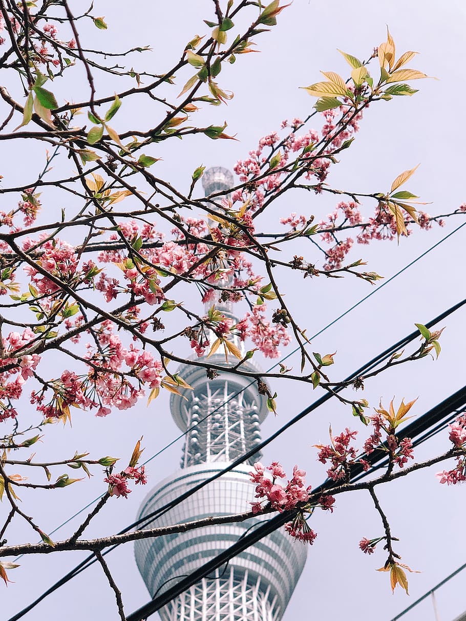 high rise building, low angle view, flower, plant, flowering plant HD wallpaper