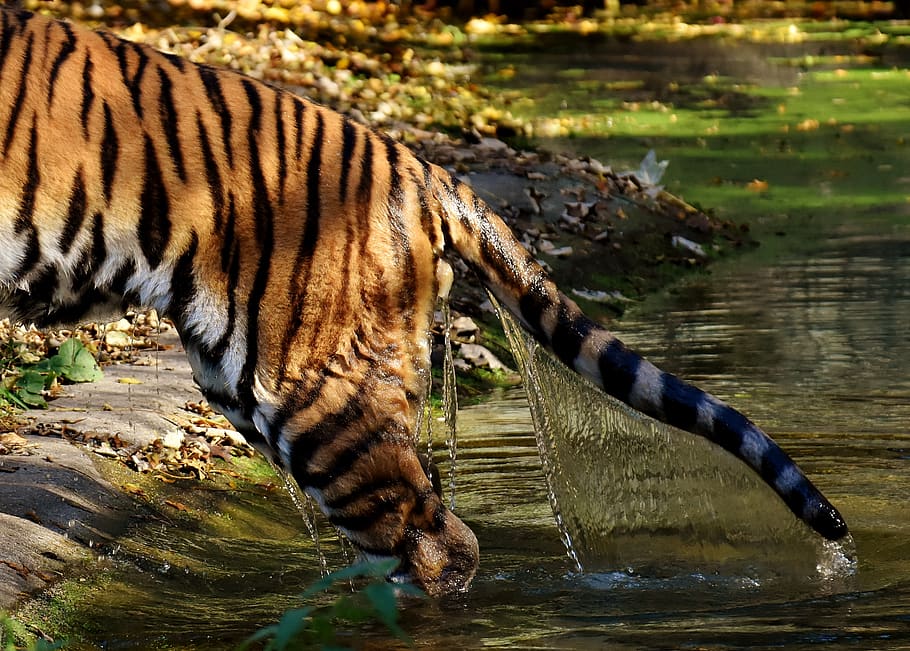 tiger, predator, water, rump, tail, fur, beautiful, dangerous HD wallpaper