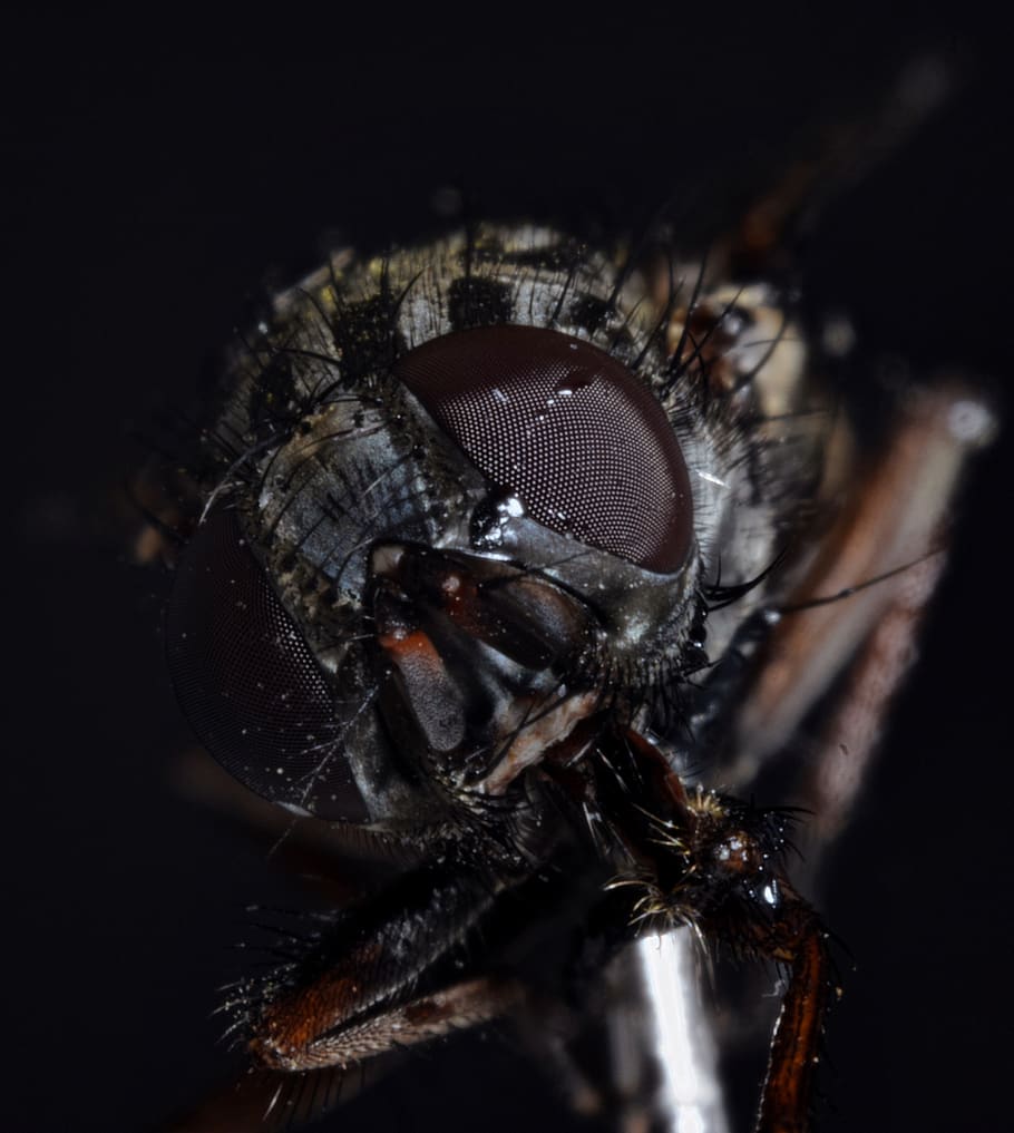 housefly, compound, macro, close up, insect, fly eye, macro photography HD wallpaper