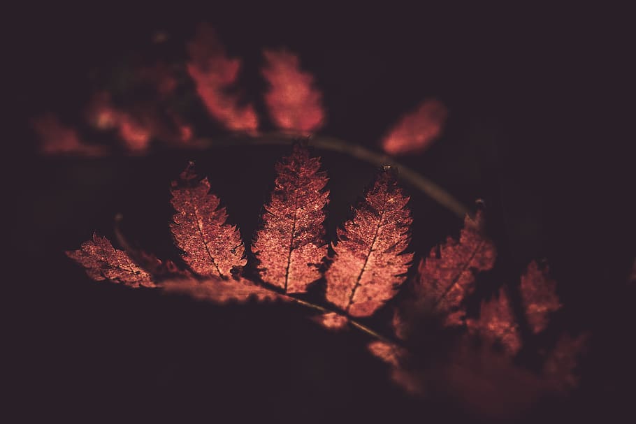 brown leaves, plant, leaf, canada, tree, flame, fire, bonfire HD wallpaper