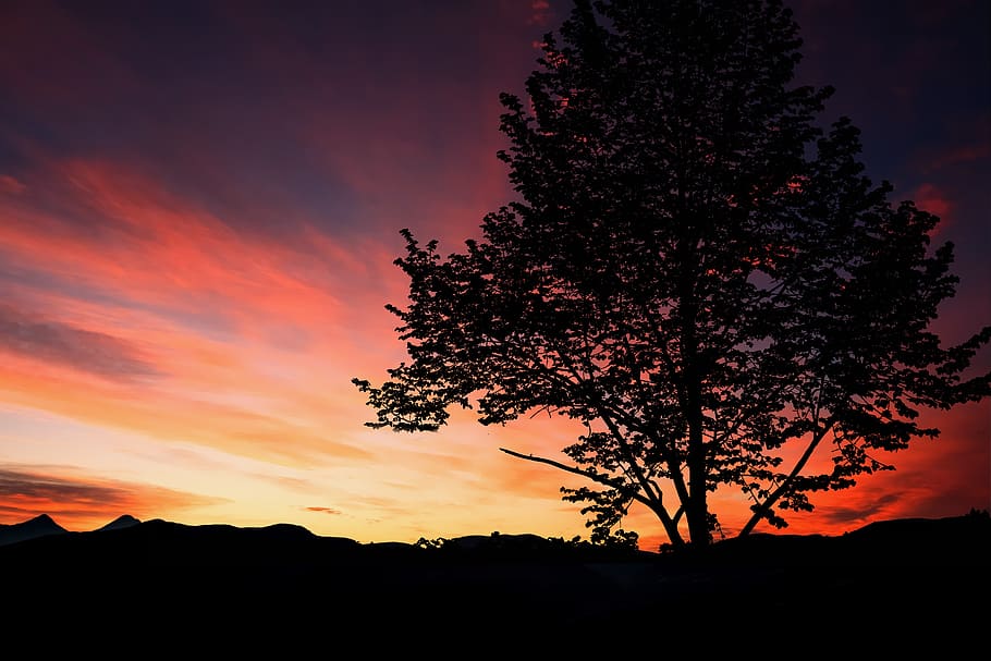 sunset, tree, nature, sky, landscape, evening, dusk, twilight HD wallpaper