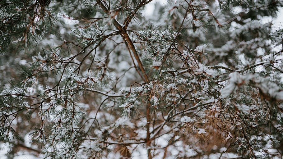 snow, tree, texture, winter, green, pine, plant, cold temperature HD wallpaper