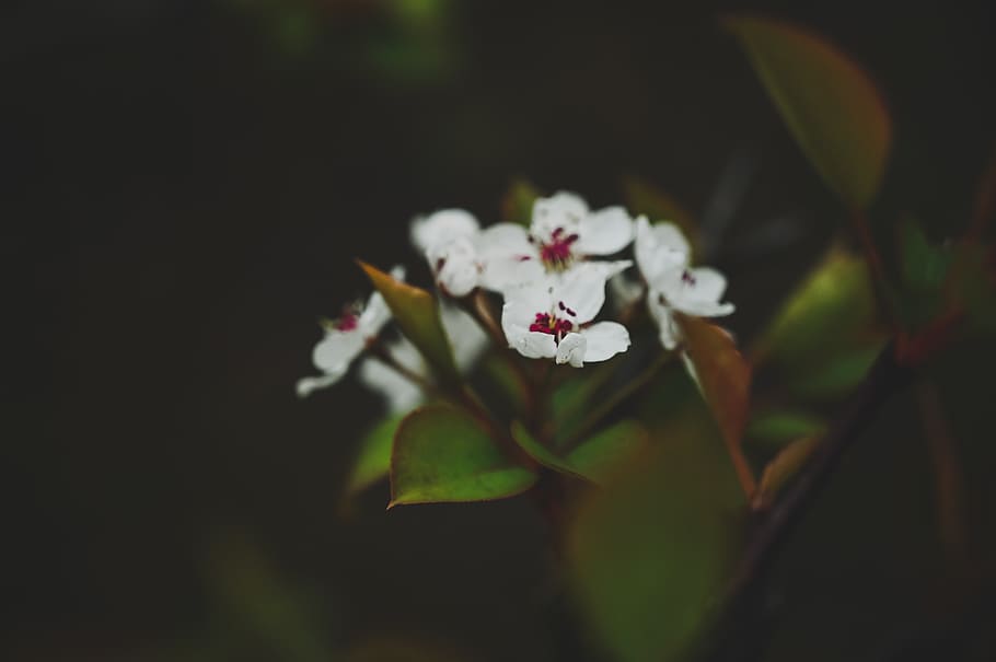 white flowers, plant, blossom, geranium, acanthaceae, spring HD wallpaper