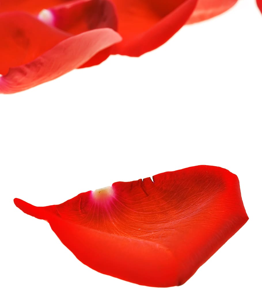 con2011, rose, petals, red, white background, flower, cut out HD wallpaper