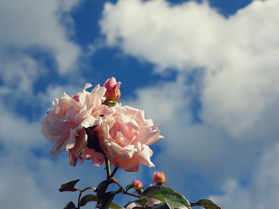rose, nature, flower, plant, flowering plant, beauty in nature HD wallpaper