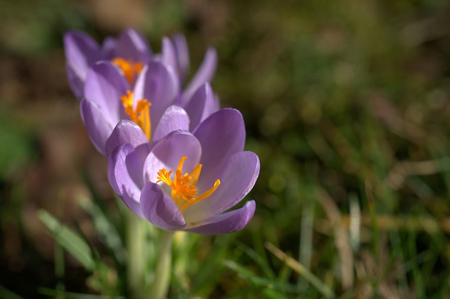 crocus, spring, violet, blossom, bloom, flower, early bloomer HD wallpaper