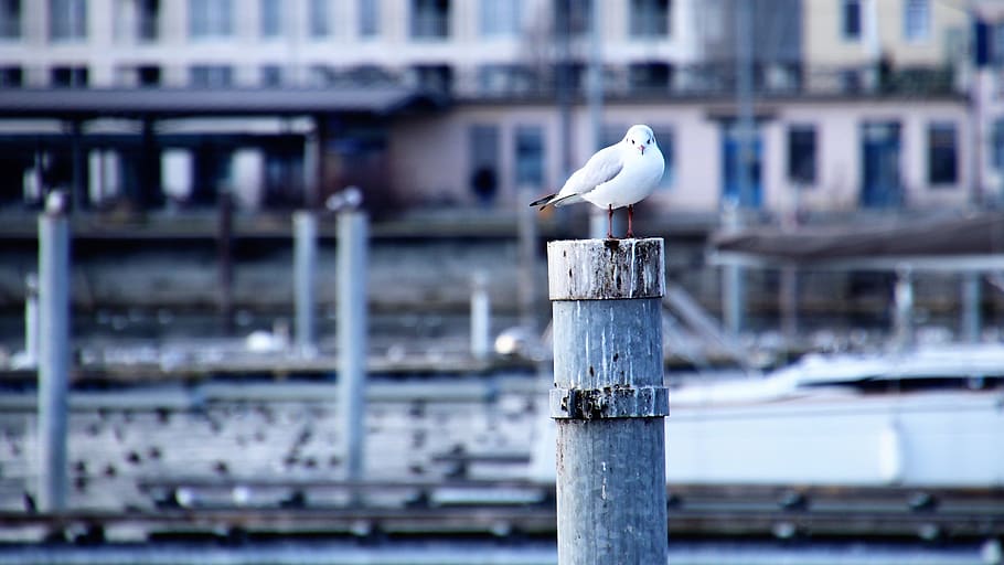 seagull, architecture, port, beach, water, at the court of, HD wallpaper