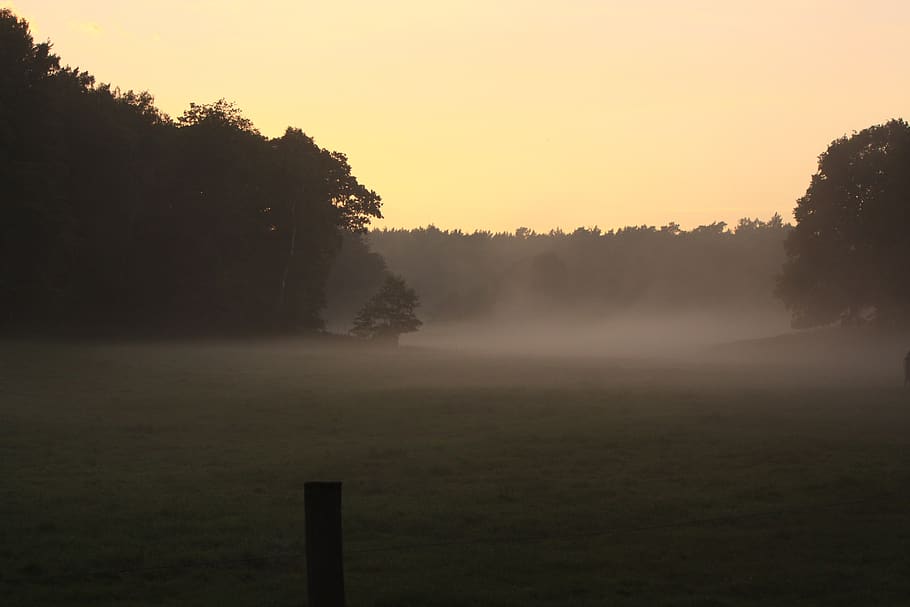 foog, trees, late summer, sky, himmel, sunset, plant, tranquil scene HD wallpaper