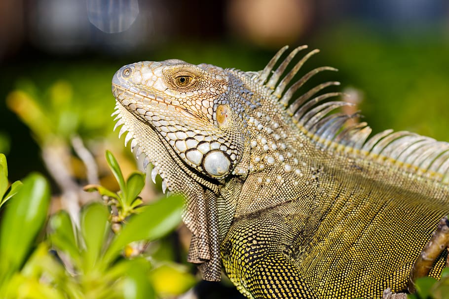 iguana iguana iguan, animal themes, lizard, reptile, one animal HD wallpaper