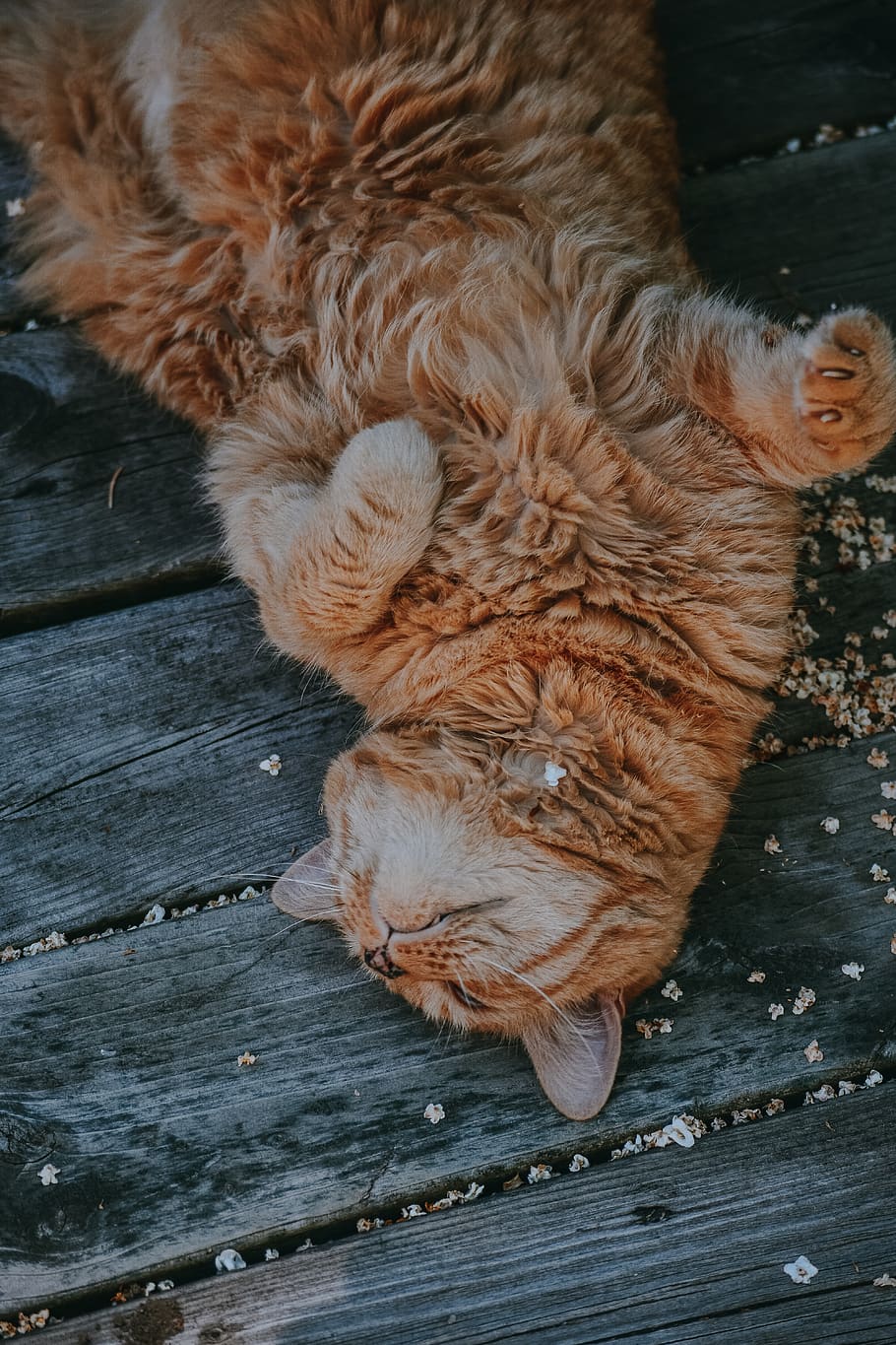 cat, cats, kitten, kittens, fluffy, adorable, animal, animals HD wallpaper