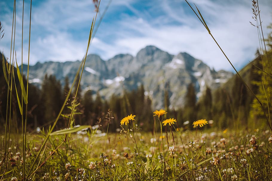 yellow flower field, plant, growth, beauty in nature, land, flowering plant HD wallpaper