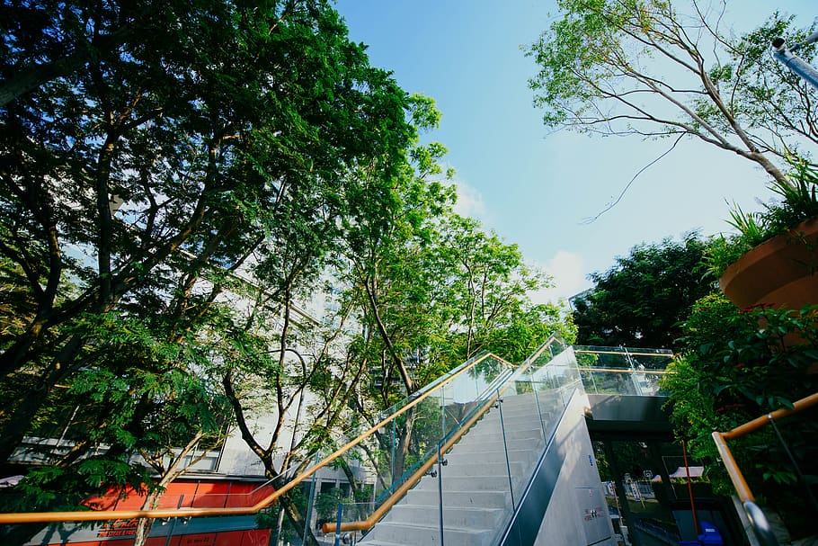 gray concrete staircase, banister, handrail, railing, tree, plant HD wallpaper